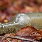 Der alkoholisierte Wald