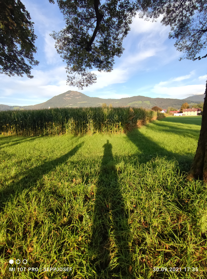 Der Allee-Schatten