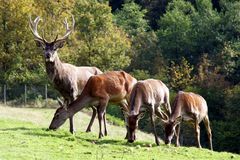 Der Allerheiligenhirsch