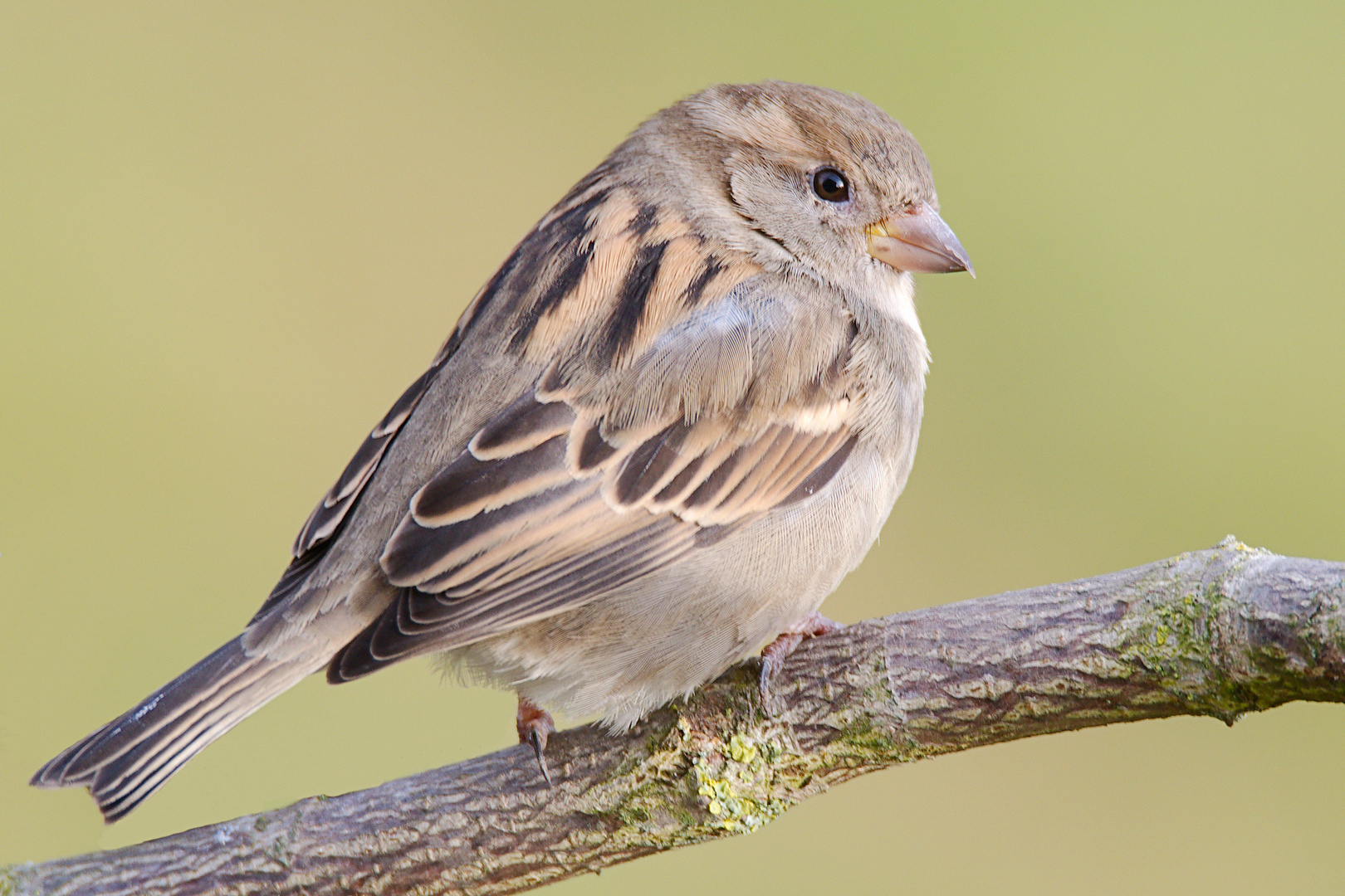 Der Allerweltsvogel 1