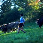 der Alpeabtrieb...im Algäu