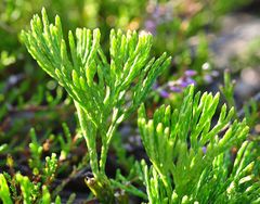 Der Alpen-Bärlapp (Diphasiastrum alpinum)