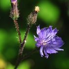 Der Alpen- Milchlattich (Cicerbita alpina)