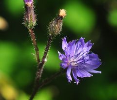 Der Alpen- Milchlattich (Cicerbita alpina)