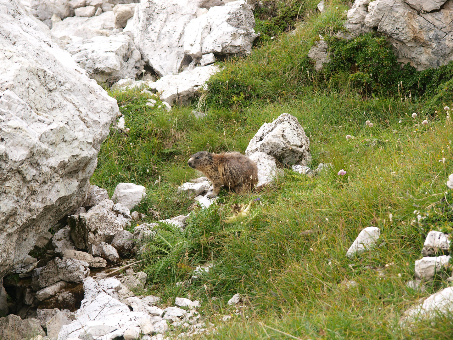 Der Alpenbewohner