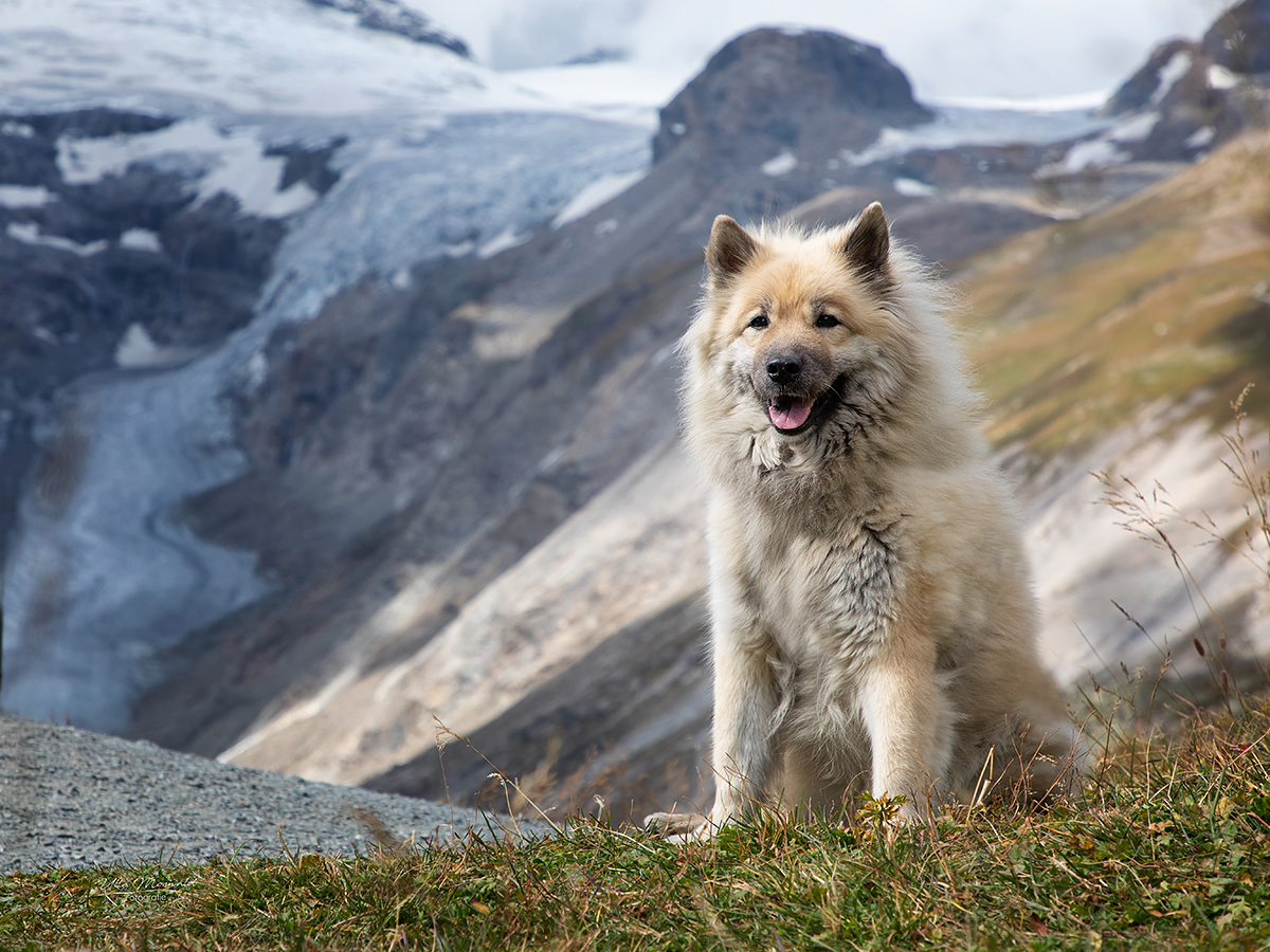 ...der Alpeneurasier...