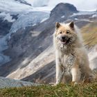 ...der Alpeneurasier...