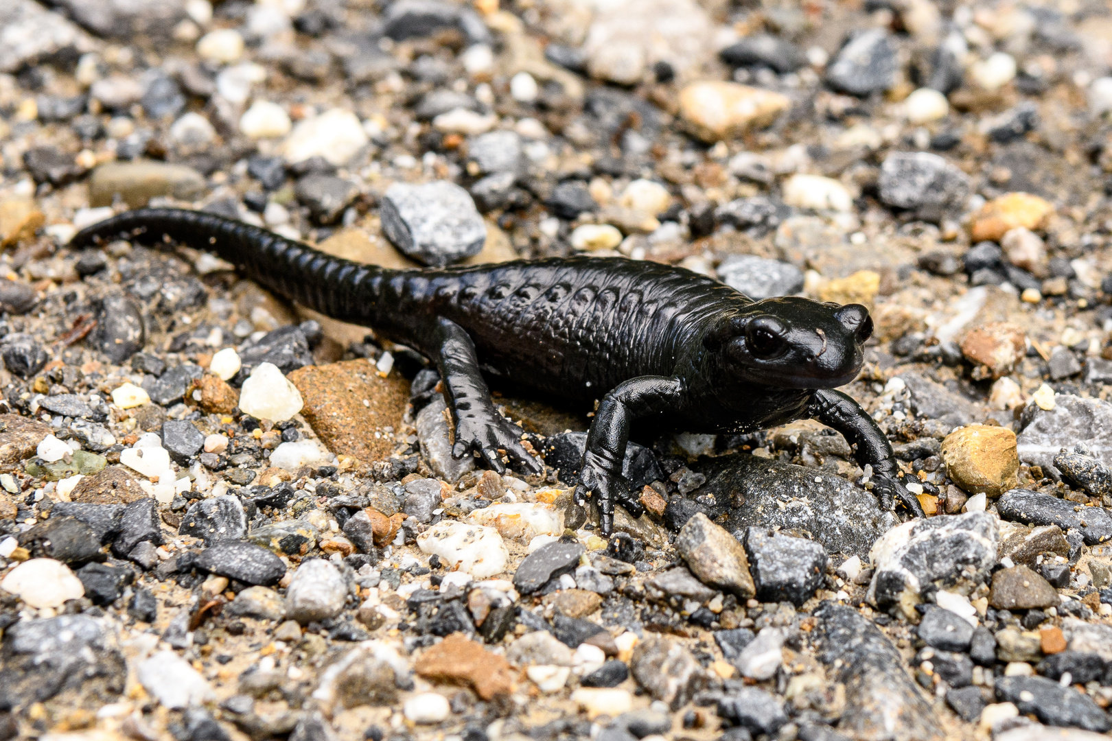 der Alpensalamander