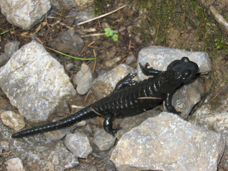 Der Alpensalamander