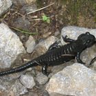 Der Alpensalamander