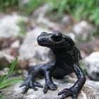 Der Alpensalamander