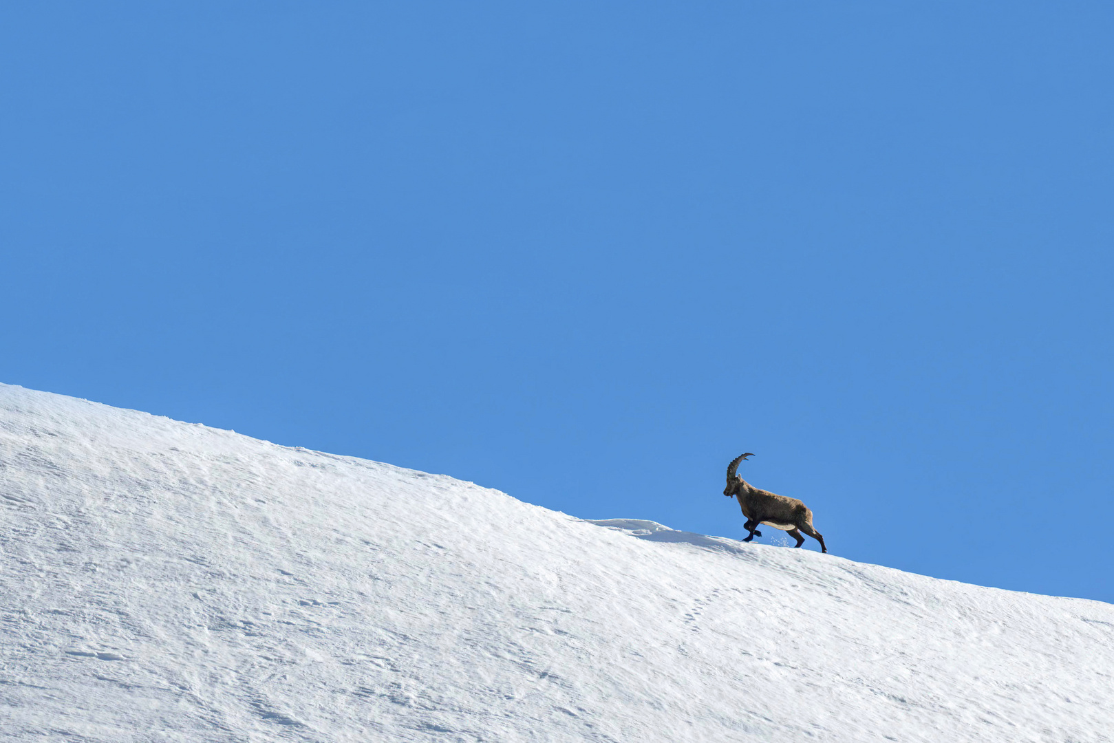 Der Alpensteinbock...