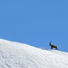 Der Alpensteinbock...