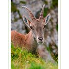 Der Alpensteinbock (Capra ibex) 
