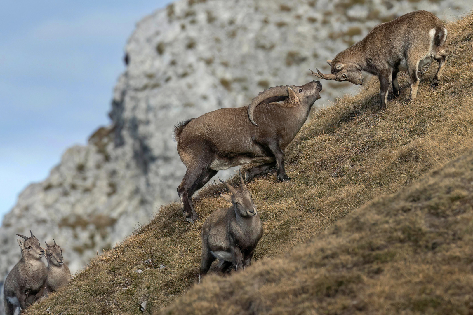 Der Alpensteinbock...