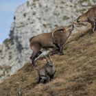 Der Alpensteinbock...