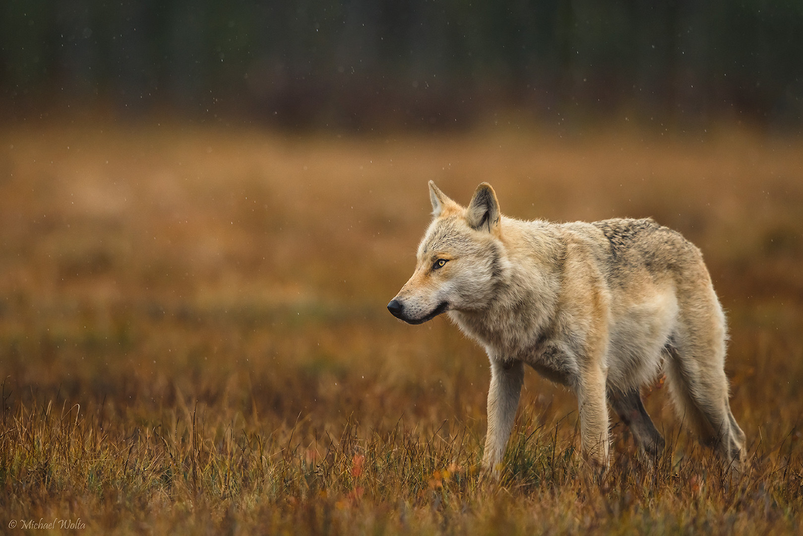 Der Alpha Foto & Bild schnee, natur, herbst Bilder auf