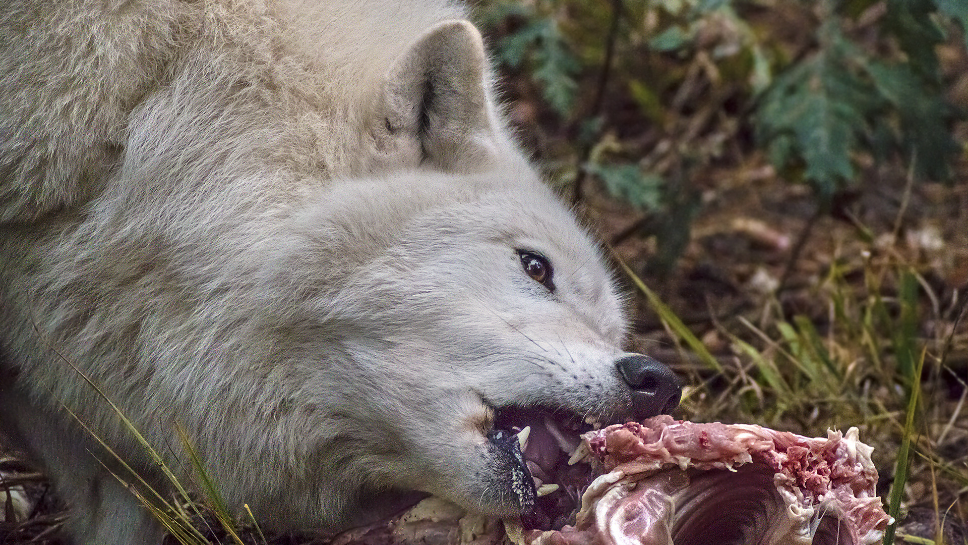 Der Alpha-Wolf frisst immer als erster!