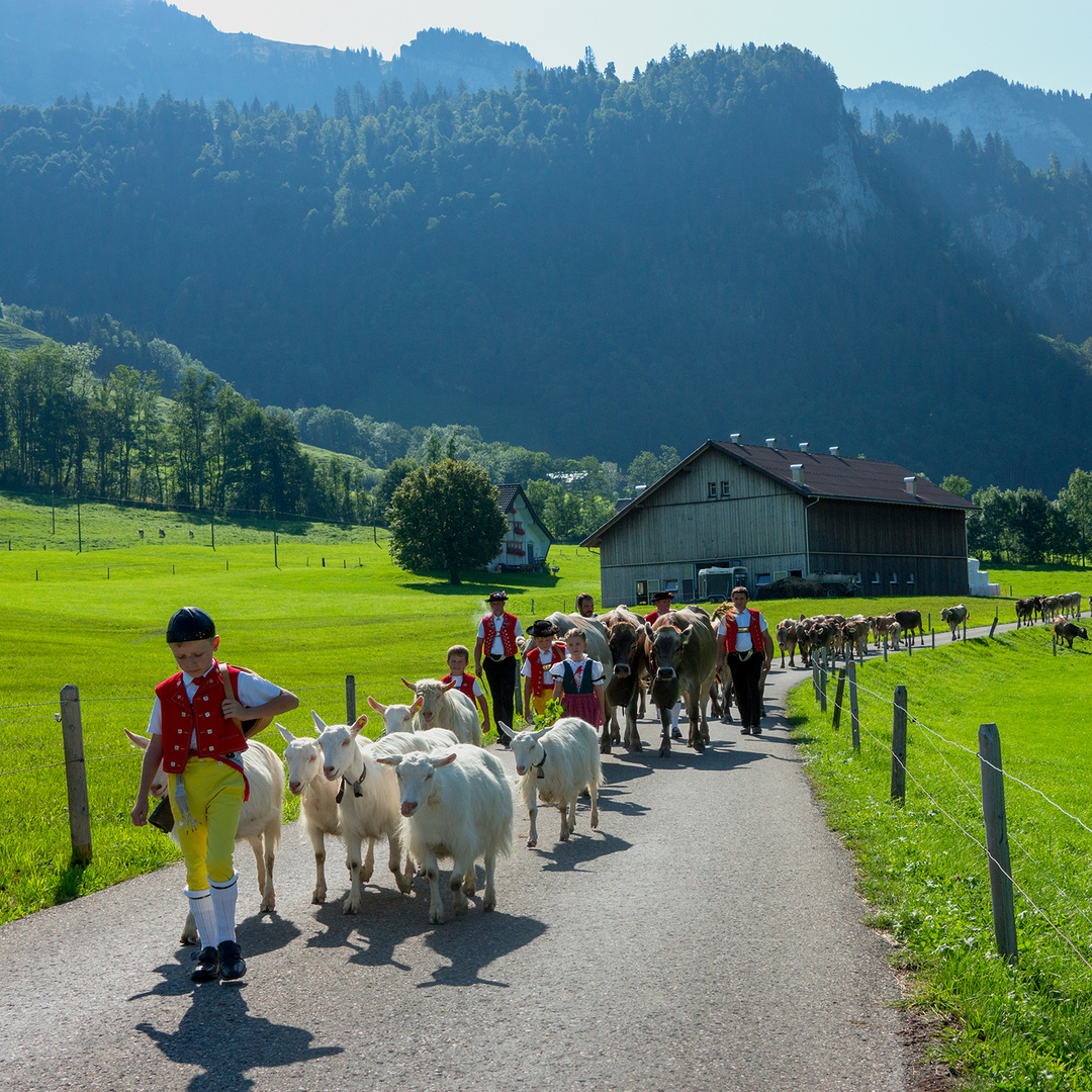 der Alpsommer ist vorbei