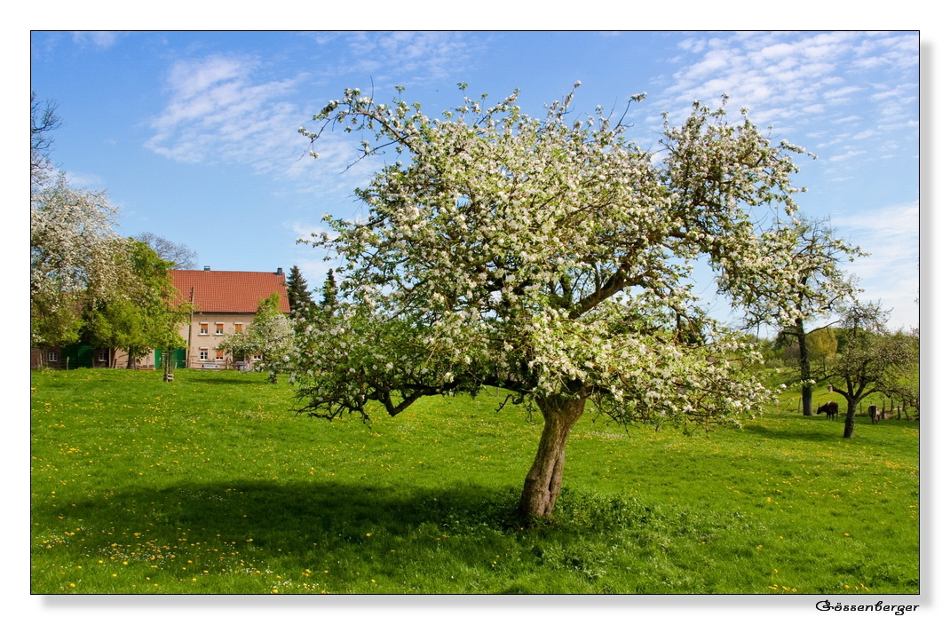 Der alte Apfelbaum Foto & Bild jahreszeiten, frühling, landschaften