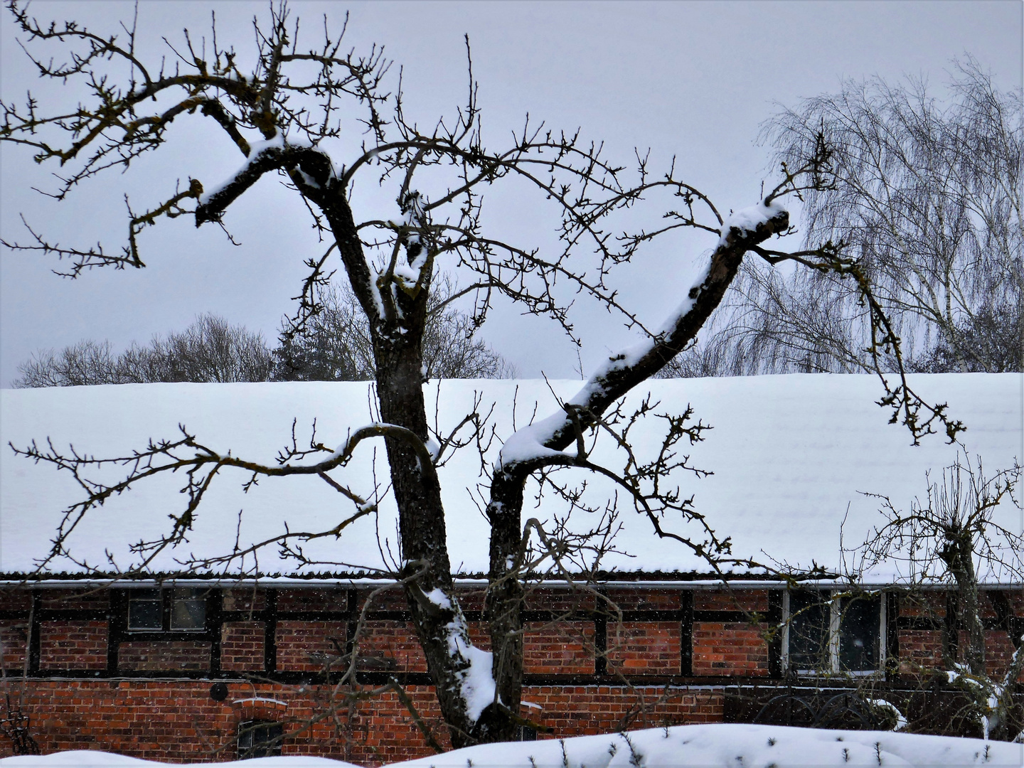 Der alte Apfelbaum