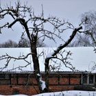 Der alte Apfelbaum