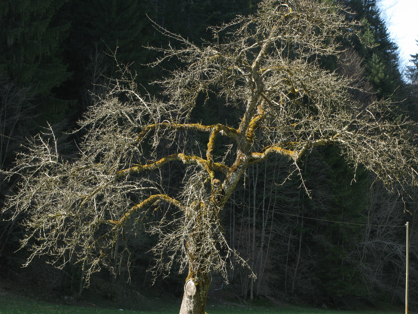 Der alte Apfelbaum