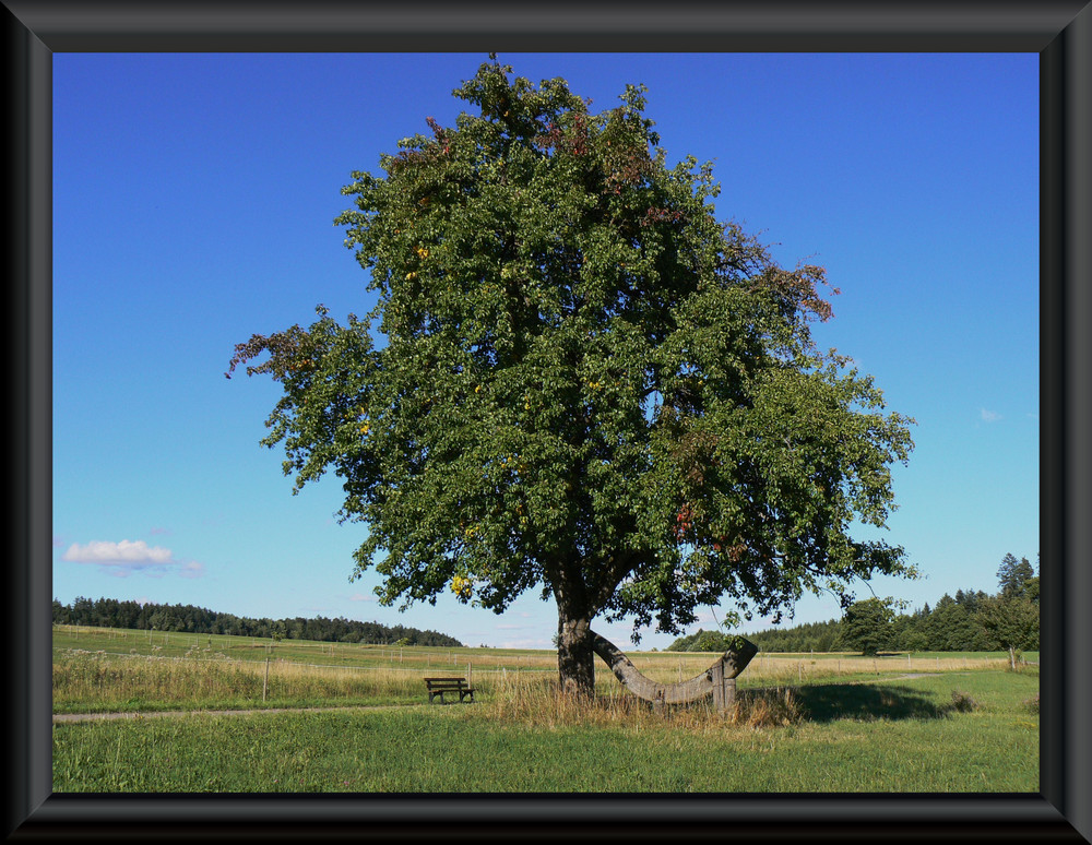 Der alte Apfelbaum