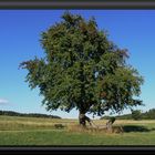 Der alte Apfelbaum