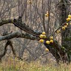 Der alte Apfelbaum