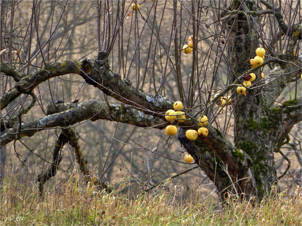 Der alte Apfelbaum