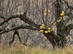 Der alte Apfelbaum