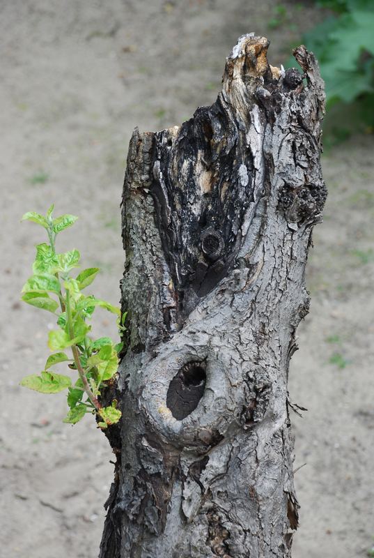 Der alte Apfelbaum möchte noch nicht sterben!