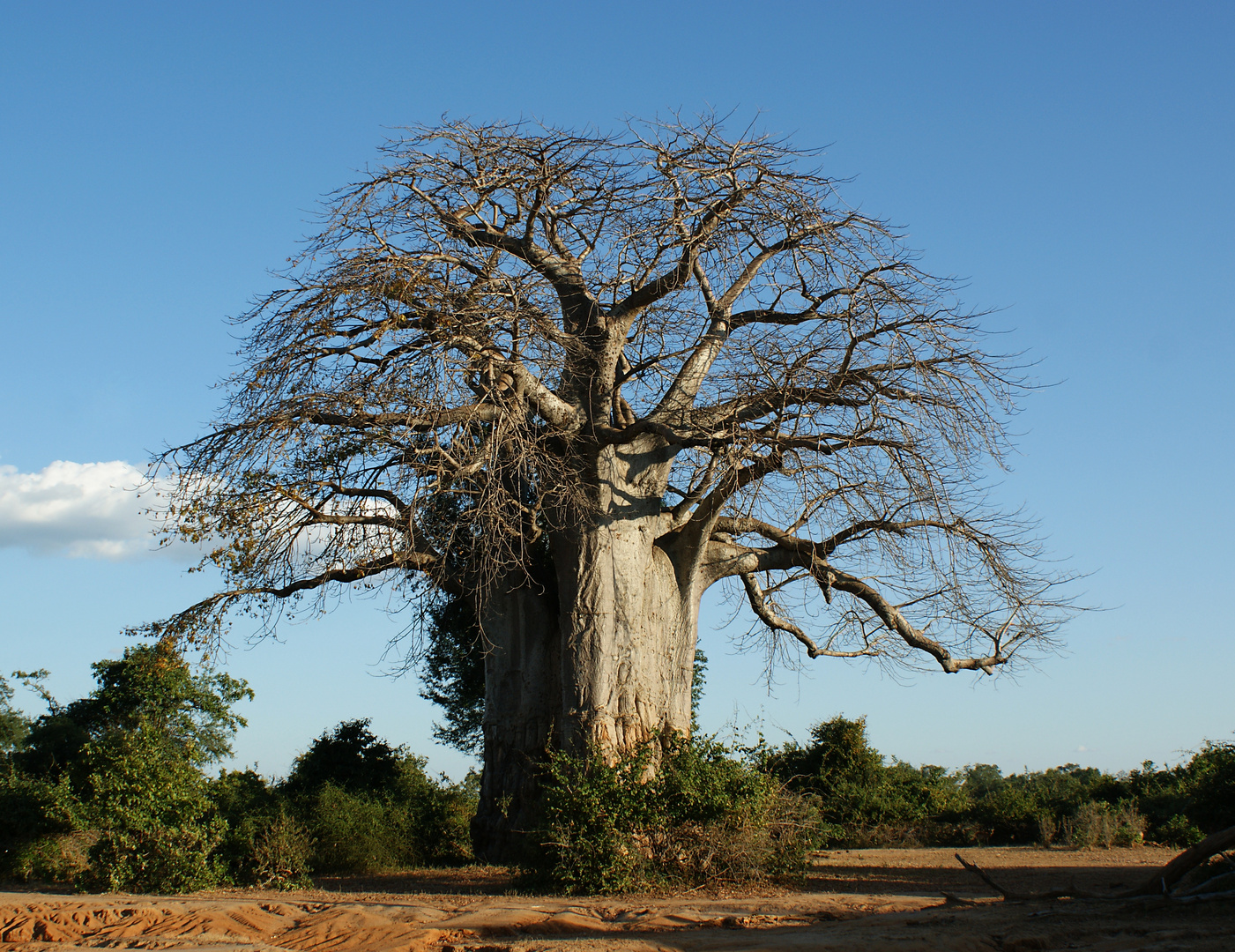 Der alte Baobab