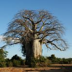 Der alte Baobab