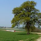 Der alte Baum