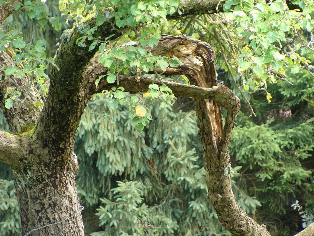 Der alte Baum