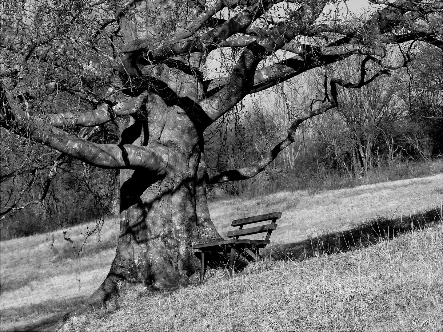 Der alte Baum