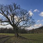 Der alte Baum