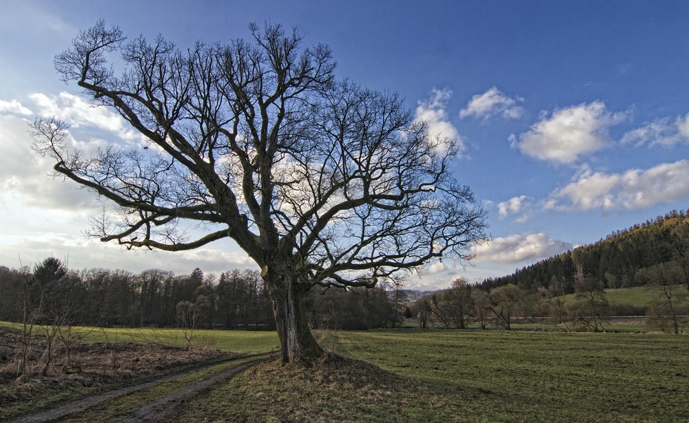 Der alte Baum