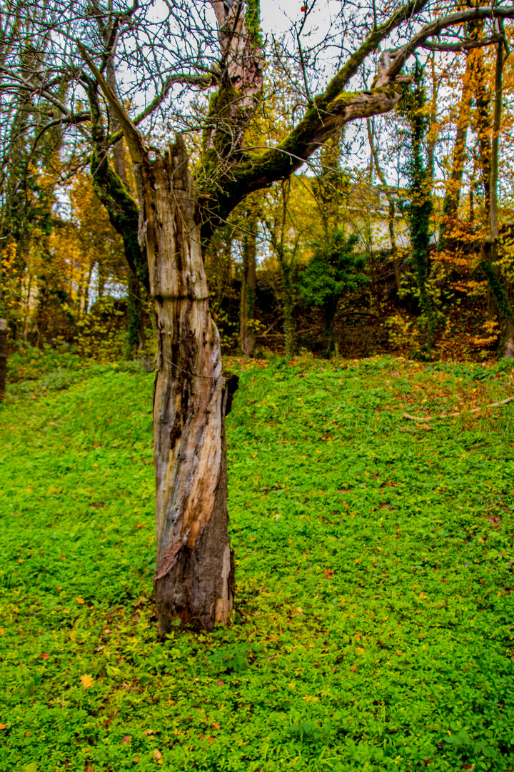 Der alte Baum