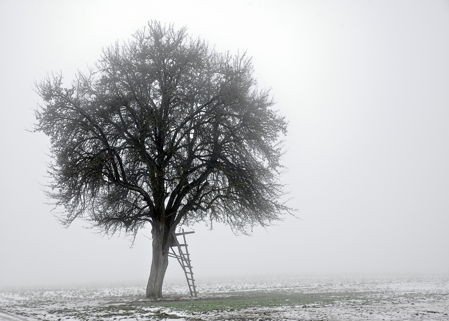 Der alte Baum