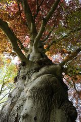 Der alte Baum