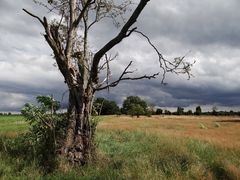 Der alte Baum