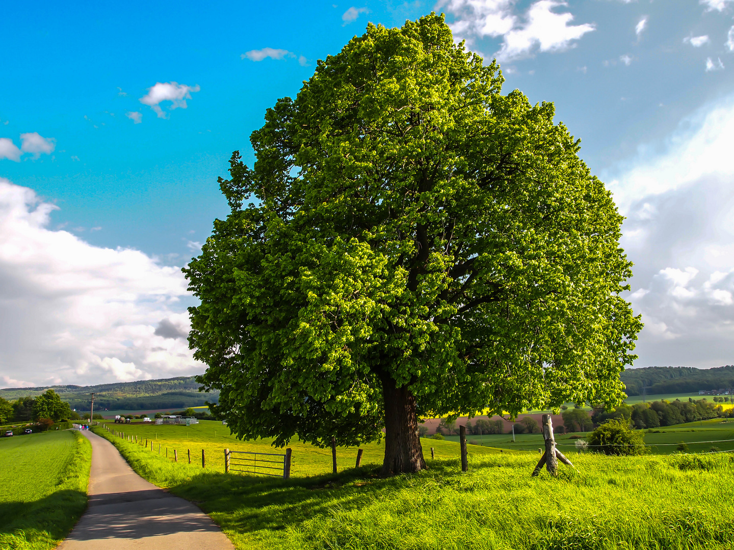 Der alte Baum