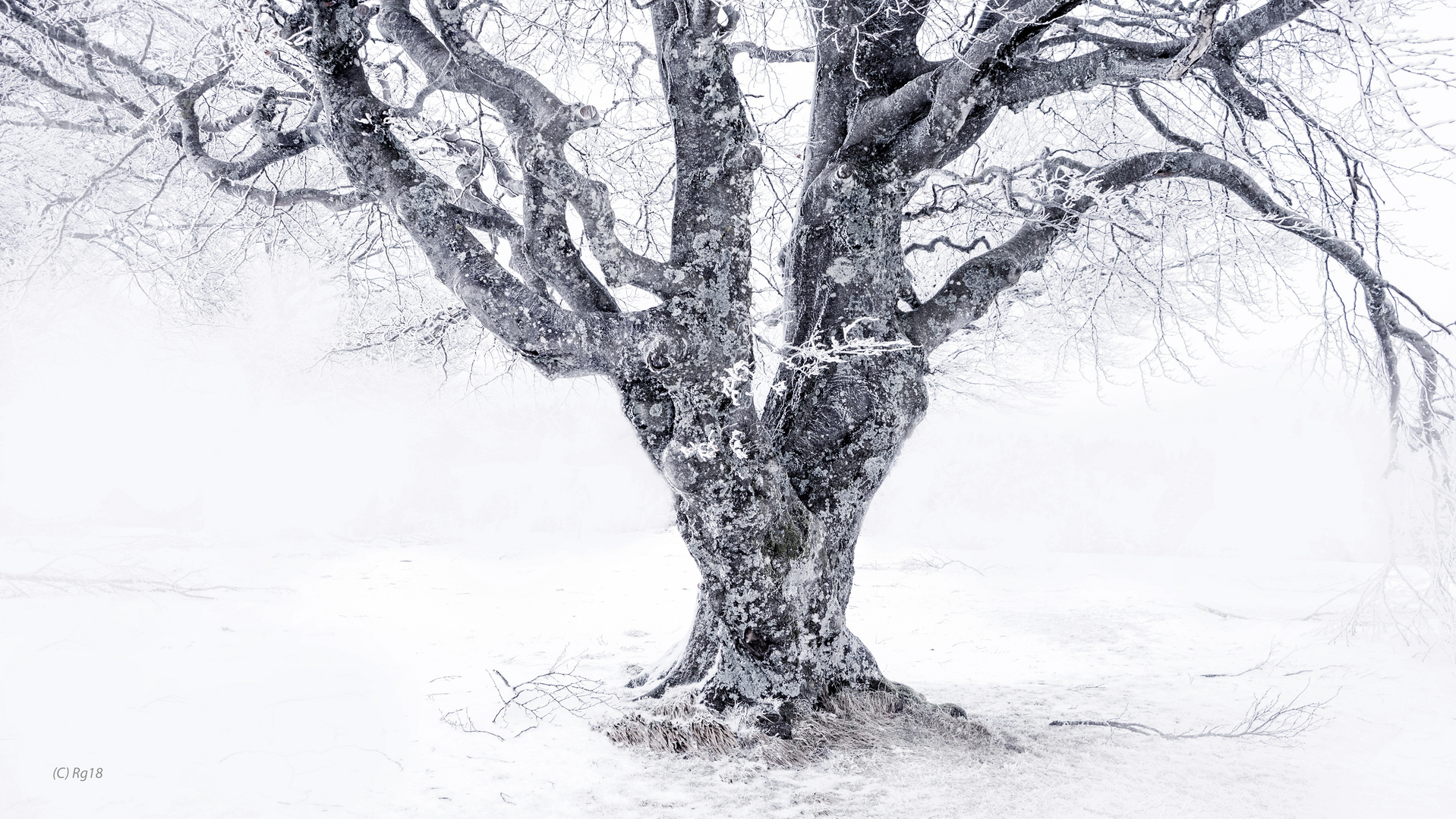 der alte baum