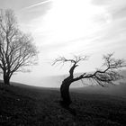 Der alte Baum (2)