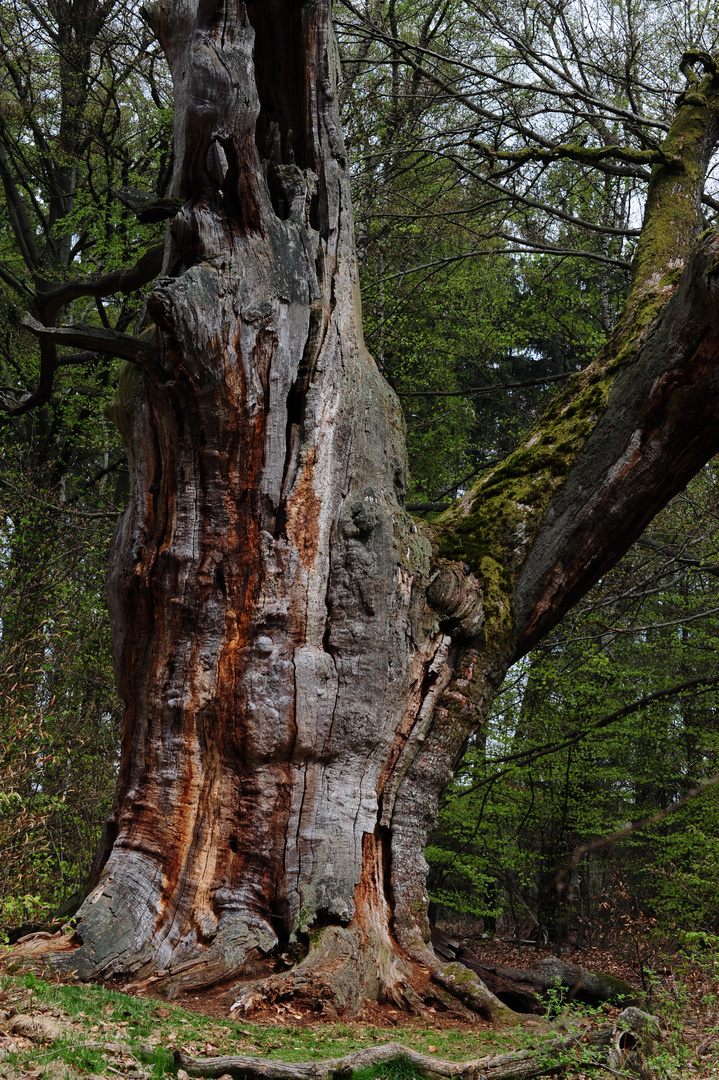 Der alte Baum