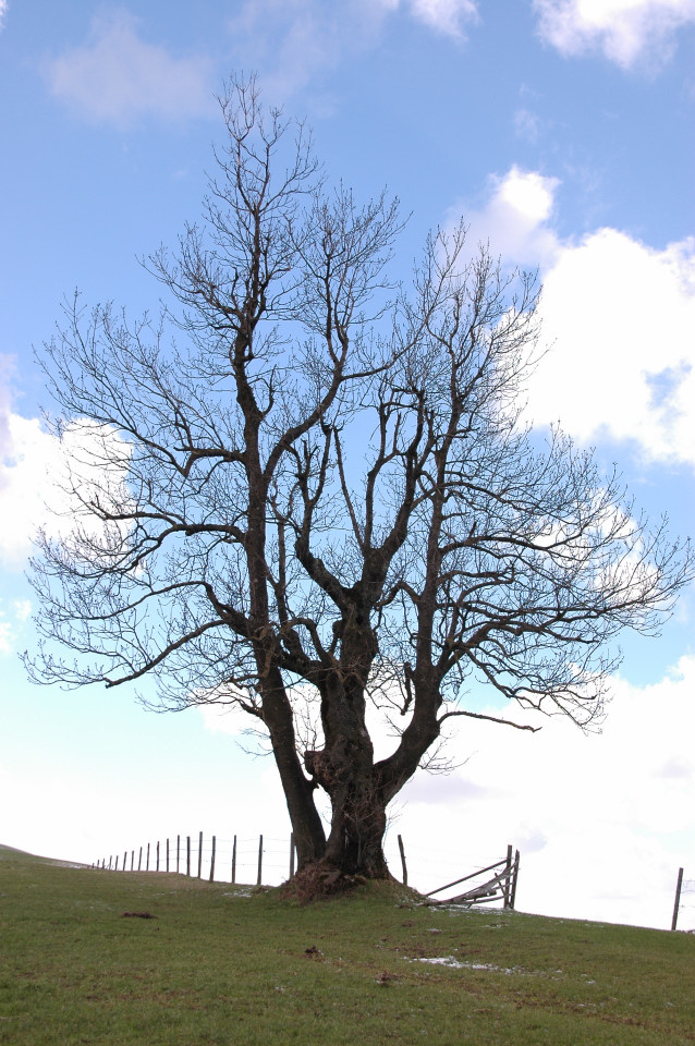 Der alte Baum