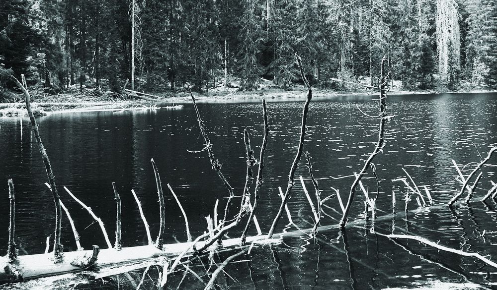 Der alte Baum von Spetz 